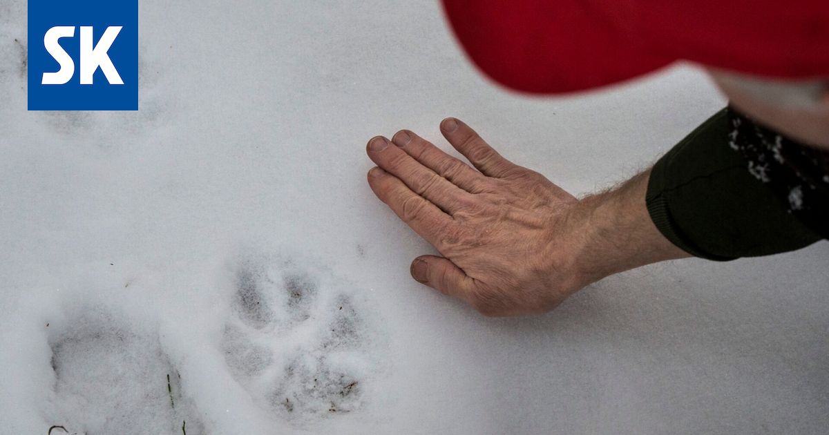 Mielipide: Susista ja susireviireistä – ”Täällä Huittisissa näkee susia useammin kuin kettuja”