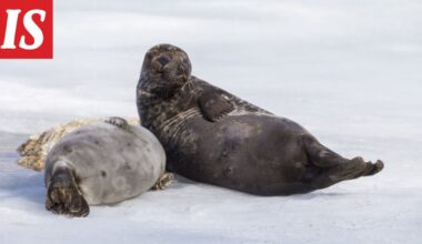 Saimaannorppa kuoli pyydykseen - Ilta-Sanomat