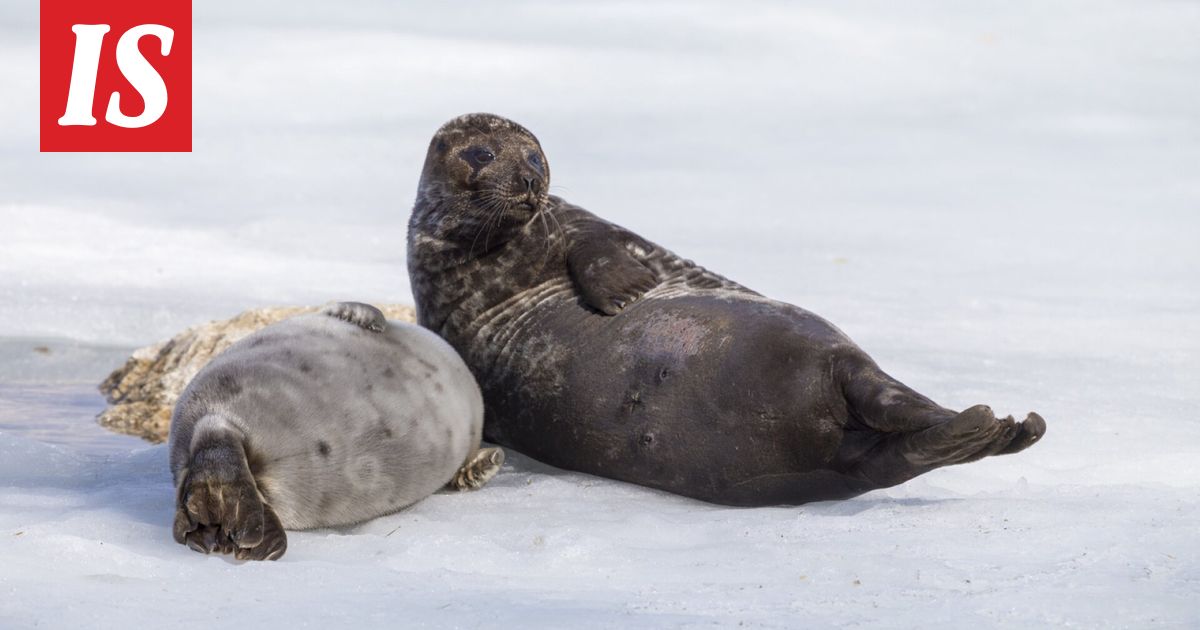 Saimaannorppa kuoli pyydykseen - Ilta-Sanomat