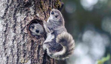 Oulun yliopiston tutkijat selvittivät liito-oravan koko perimän ensimmäisinä maailmassa | Pohjois-Pohjanmaa