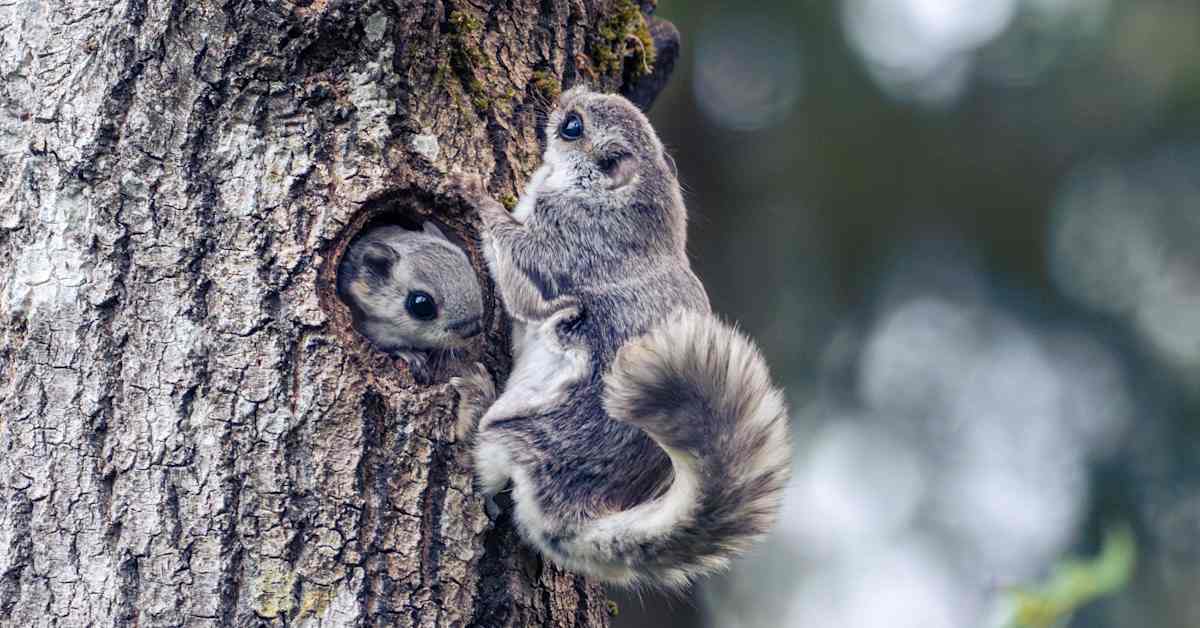 Oulun yliopiston tutkijat selvittivät liito-oravan koko perimän ensimmäisinä maailmassa | Pohjois-Pohjanmaa