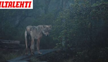 Nyt tuli iso esitys susien metsästyksestä