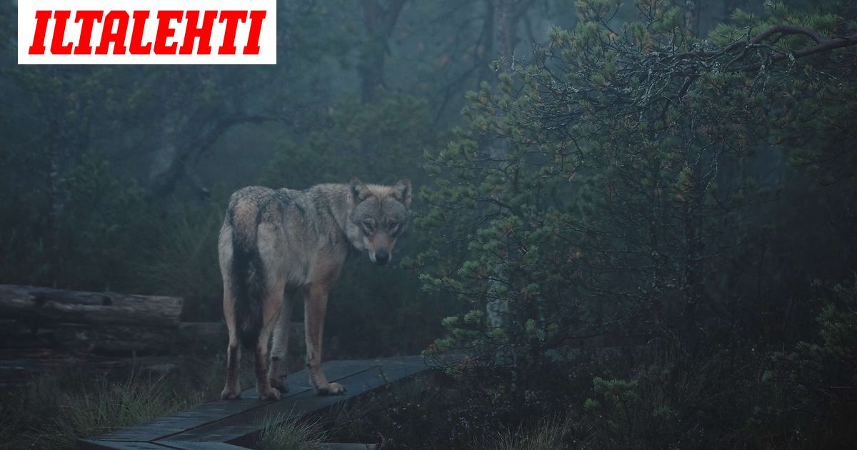 Nyt tuli iso esitys susien metsästyksestä