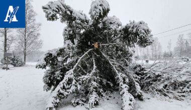”Tuo ei ole kyllä meidän kuusi”