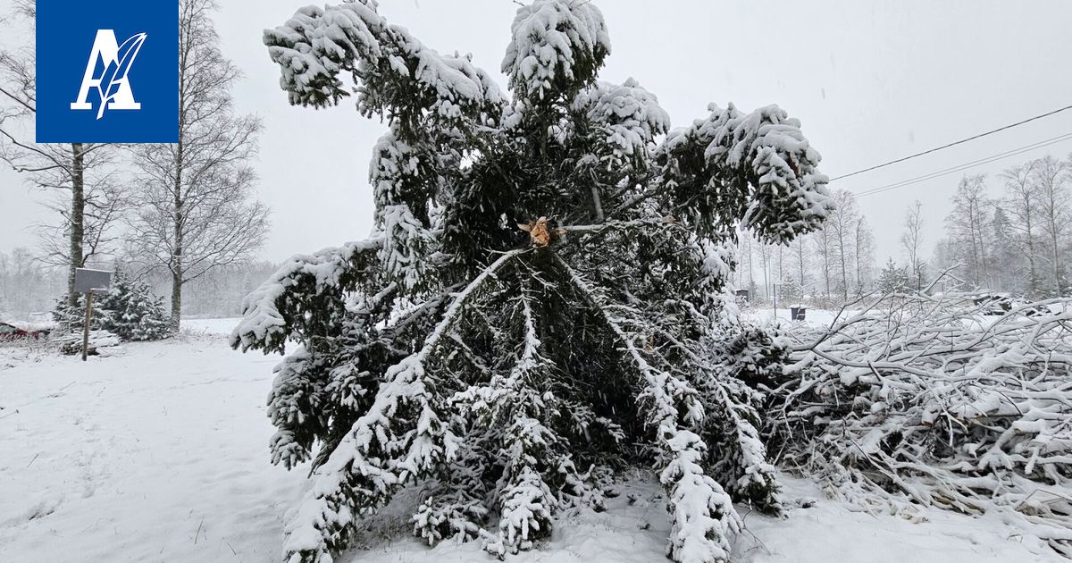 ”Tuo ei ole kyllä meidän kuusi”