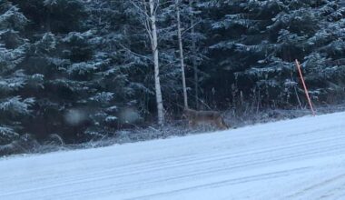 Lopettamis­päätöksen saaneesta sudesta ei ole Joroisista havaintoja lähipäiviltä | Pohjois-Savo