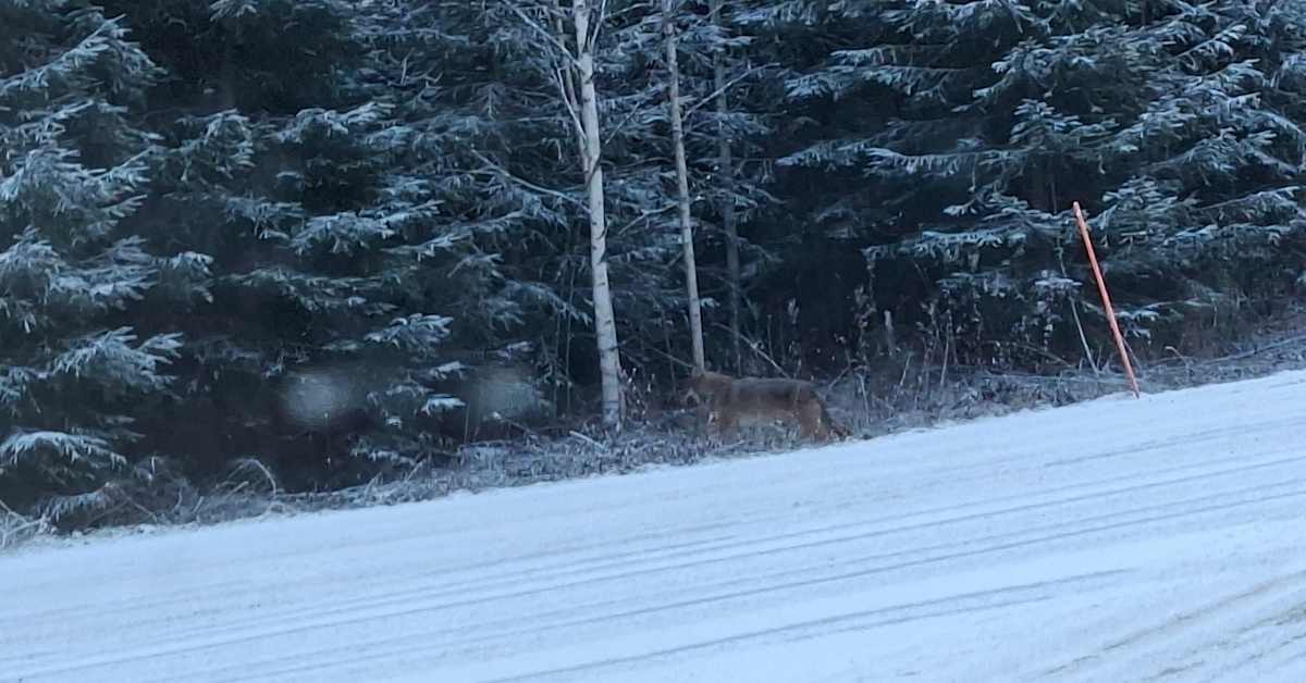 Lopettamis­päätöksen saaneesta sudesta ei ole Joroisista havaintoja lähipäiviltä | Pohjois-Savo
