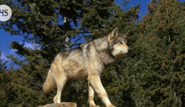 Voiko susi käyttää työkaluja? Rapumertoja ryöstellyt susi avasi kysymyksen eläinten älykkyydestä