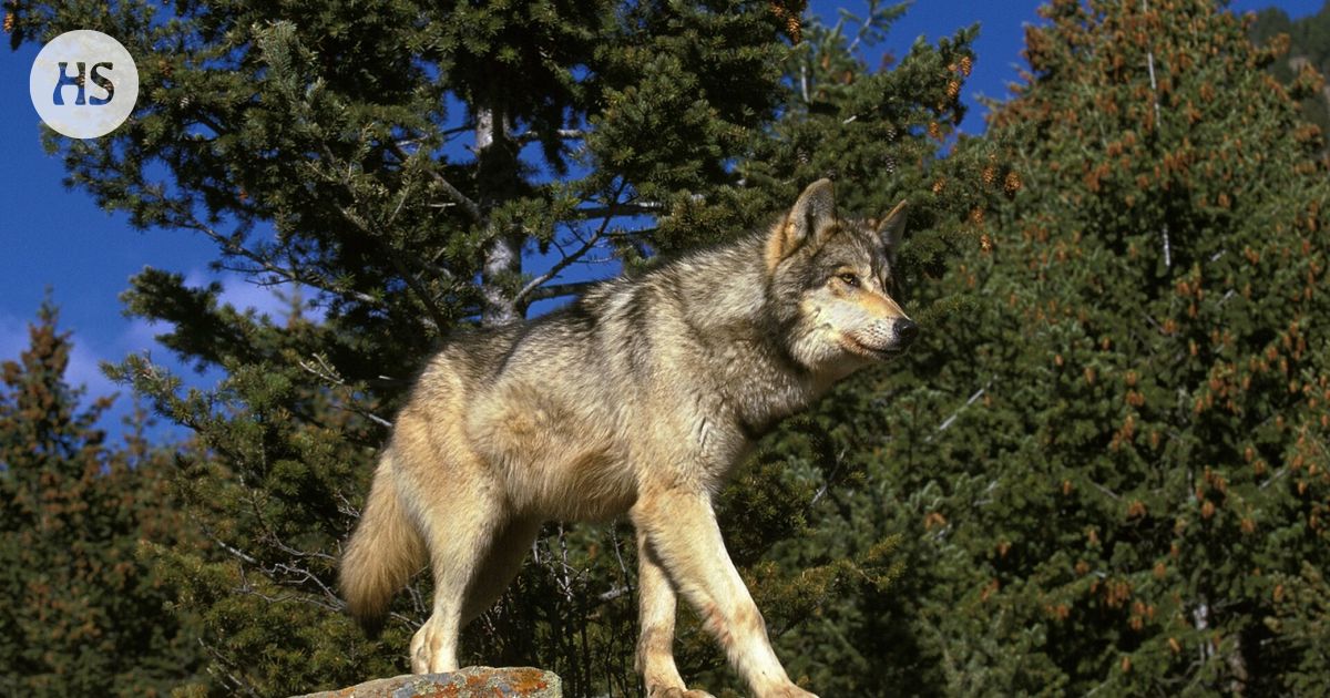 Voiko susi käyttää työkaluja? Rapumertoja ryöstellyt susi avasi kysymyksen eläinten älykkyydestä