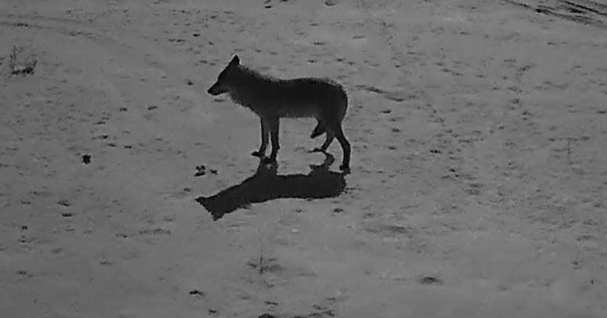 Susihavainnot jyrkässä kasvussa Pohjanmaan rannikolla – esitys kaatoluvista ensi viikolla | Pohjanmaa