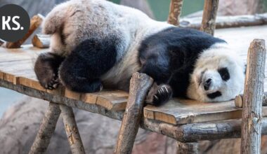 HS: Täällä Lumi ja Pyry asuvat | Uutissuomalainen