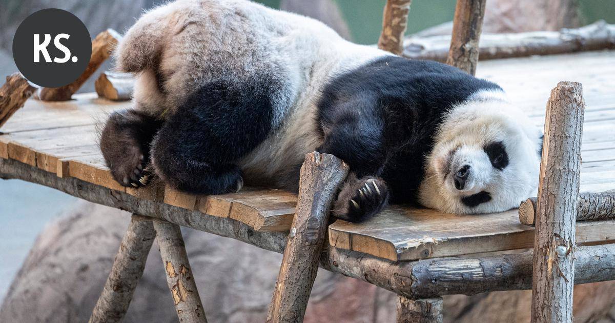 HS: Täällä Lumi ja Pyry asuvat | Uutissuomalainen