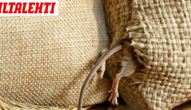 Kuollut jyrsijä päätyi päiväkotilasten ruokaan – Nyt tuli testitulos