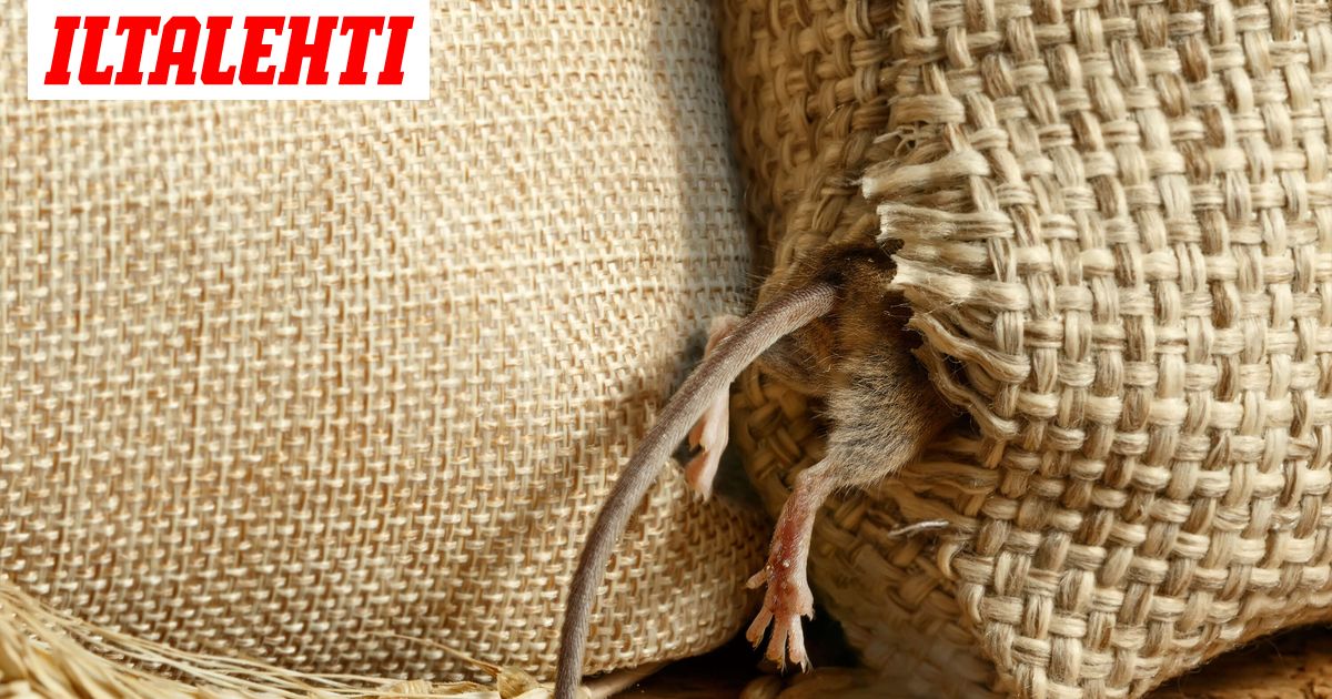 Kuollut jyrsijä päätyi päiväkotilasten ruokaan – Nyt tuli testitulos