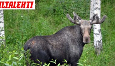 Metsästäjä ampui toista Siikalatvalla