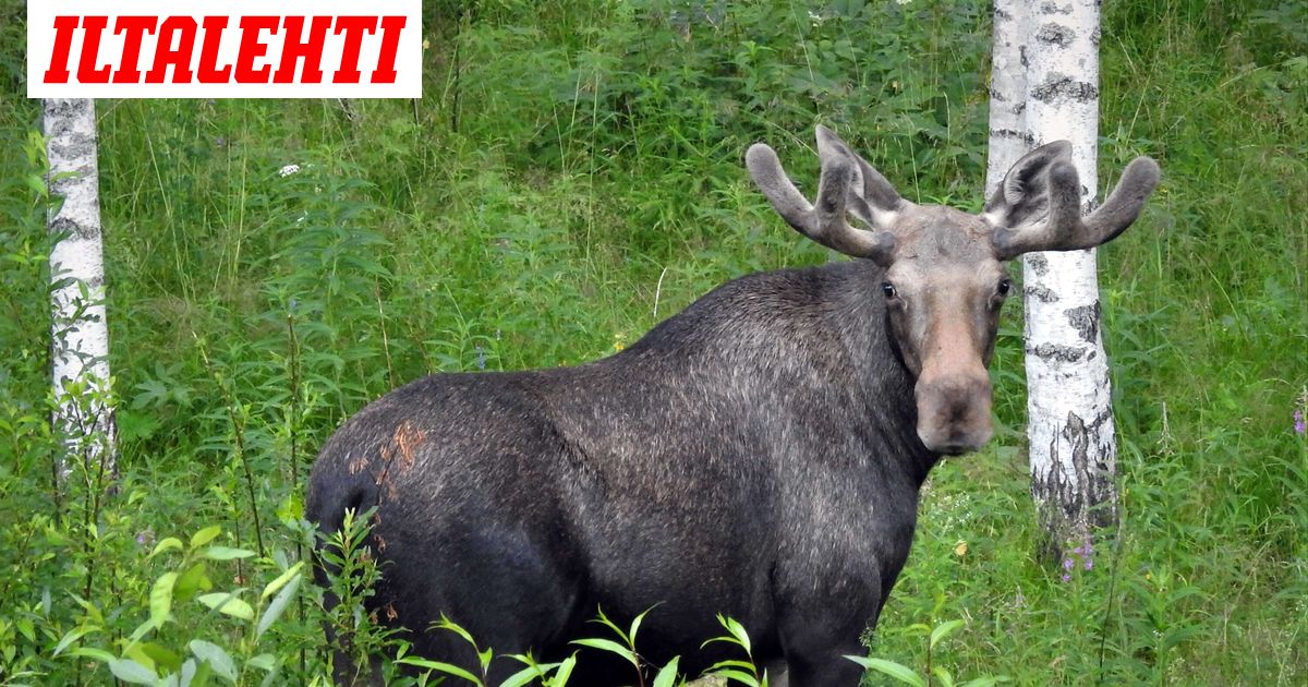 Metsästäjä ampui toista Siikalatvalla