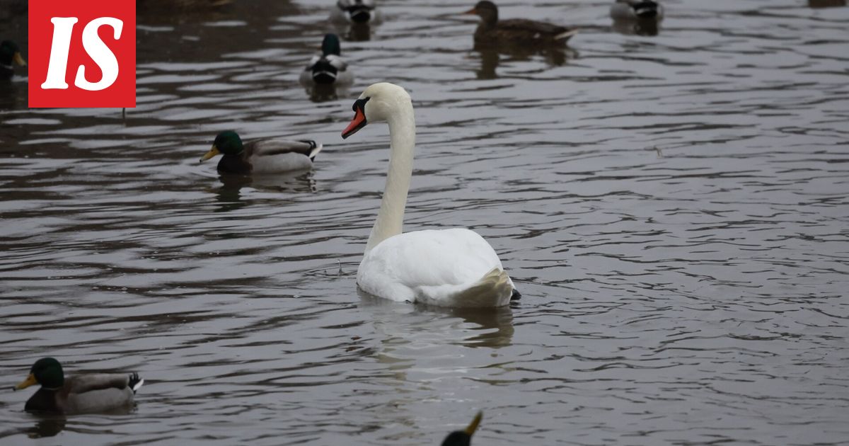 Kylmettynyt joutsen uupui jäälle – pelastettiin erikoisella keinolla