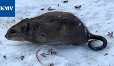 Haittaeläimet | Rotat herättävät huolta Mäntässä – näin torjut ongelman omalla tontilla - KMV-lehti