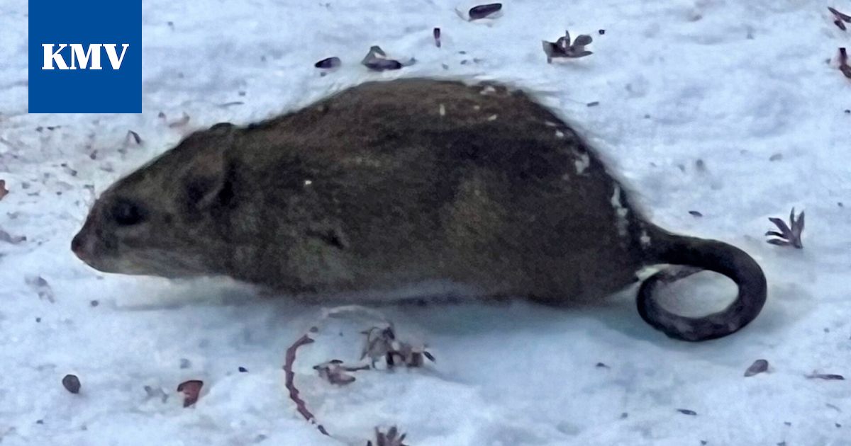 Haittaeläimet | Rotat herättävät huolta Mäntässä – näin torjut ongelman omalla tontilla - KMV-lehti