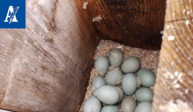 Erittäin omituinen varkaustapaus paljastui Ylöjärvellä – Orava pölli jänikselle tarkoitetun pallon