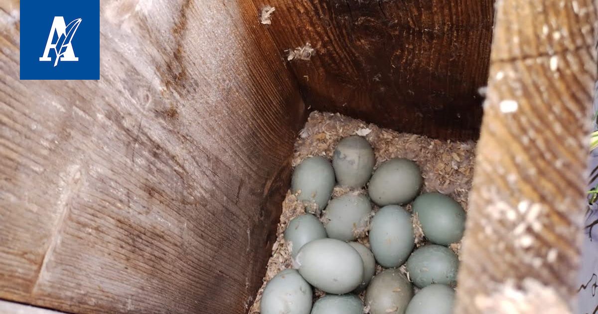 Erittäin omituinen varkaustapaus paljastui Ylöjärvellä – Orava pölli jänikselle tarkoitetun pallon