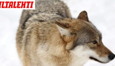 Susi ammuttiin Rantasalmella