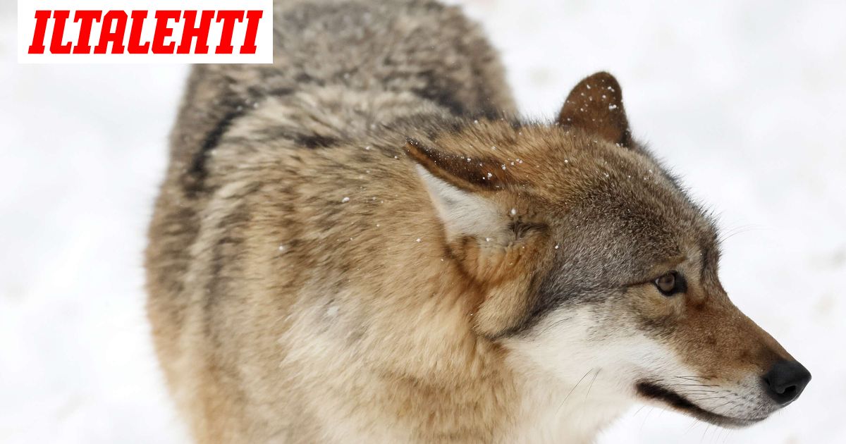 Susi ammuttiin Rantasalmella