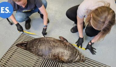 Saimaannorppa kuoli rysään Rantasalmella | Uutissuomalainen