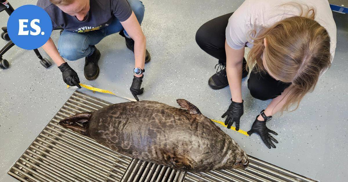 Saimaannorppa kuoli rysään Rantasalmella | Uutissuomalainen