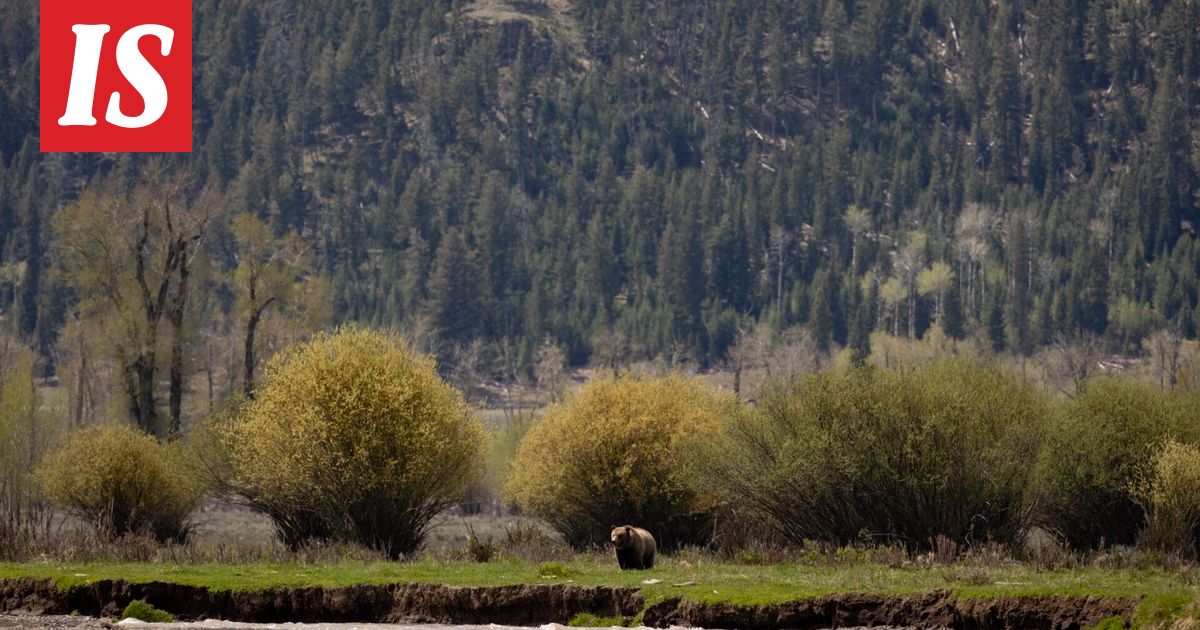 Harmaakarhu kävi koululaisten kimppuun Brittiläisessä Kolumbiassa