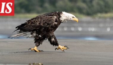 AP: Valkopäämerikotka pudotti kissan tuulilasin läpi autoon Pohjois-Carolinassa