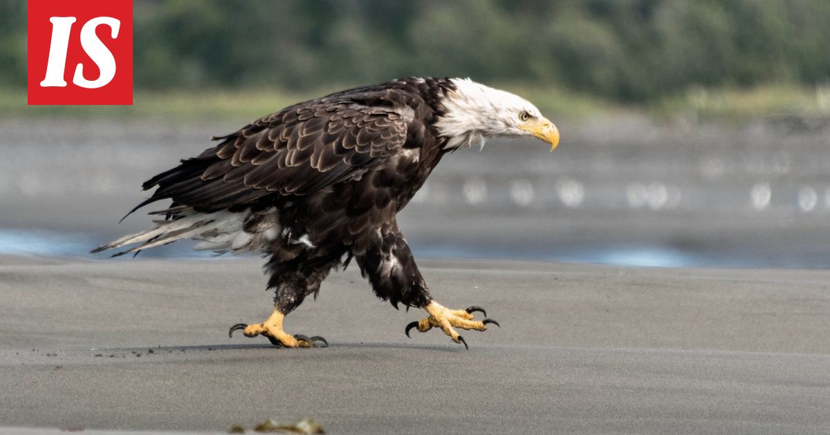 AP: Valkopäämerikotka pudotti kissan tuulilasin läpi autoon Pohjois-Carolinassa