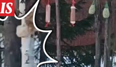 Sain sen videolle: Ilves ilmestyi lintujen ruokintapaikalle Lieksassa