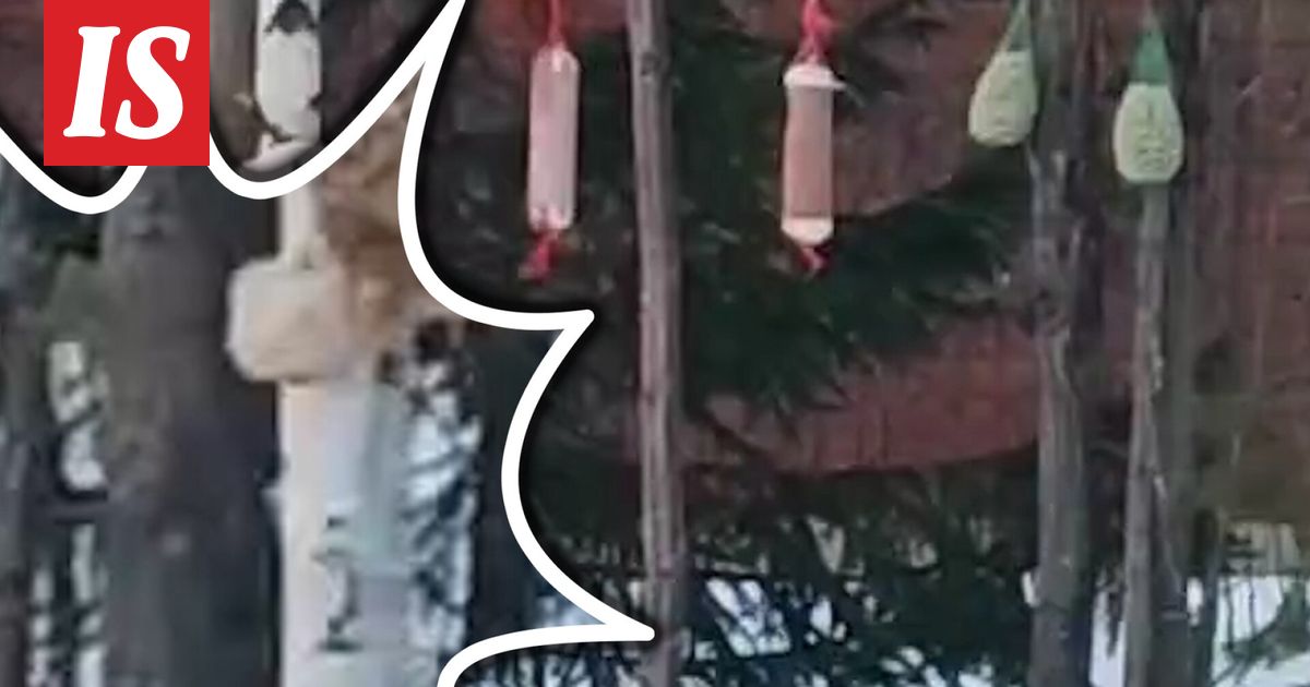 Sain sen videolle: Ilves ilmestyi lintujen ruokintapaikalle Lieksassa