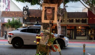 Itseohjautuva taksi tappoi rakastetun kissakamun