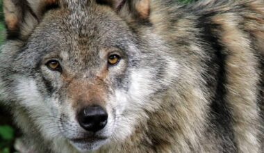 Keskustele: Oletko huolissasi Suomen susikannasta