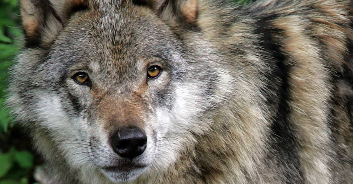 Keskustele: Oletko huolissasi Suomen susikannasta