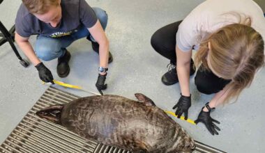 Tänä vuonna löydetty jo 11 pyydyksiin kuollutta saimaannorppaa – tuplasti viime vuosiin verrattuna | Etelä-Savo