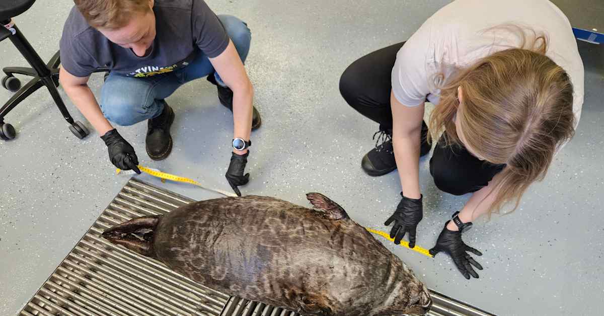 Tänä vuonna löydetty jo 11 pyydyksiin kuollutta saimaannorppaa – tuplasti viime vuosiin verrattuna | Etelä-Savo