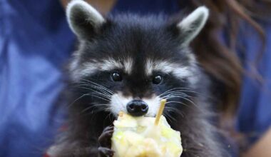 Pesukarhut muuttuvat yhä söpömmiksi | Kotimaa