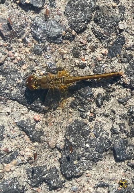 Tämä on elokorento, loppukesän pienehkö sudenkorentolaji.