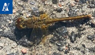 Korento laskeutui kuin kopteri Ruovedellä – Luontotohtori kertoo, mistä lajin tunnistaa