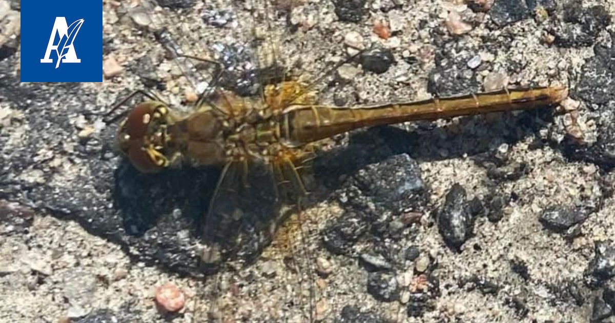 Korento laskeutui kuin kopteri Ruovedellä – Luontotohtori kertoo, mistä lajin tunnistaa