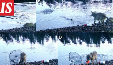 Susi käytti ehkä ensimmäistä kertaa työkalua, tutkijat ihmeissään