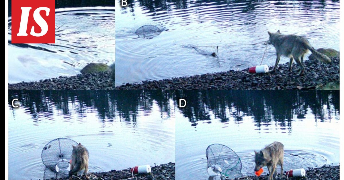 Susi käytti ehkä ensimmäistä kertaa työkalua, tutkijat ihmeissään