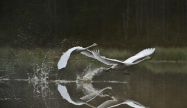 Turhat soitot jäätyneistä joutsenista työllistävät pelastuslaitoksia – näin tunnistat hädässä olevan linnun - Uutiset kotimaasta ja maailmalta