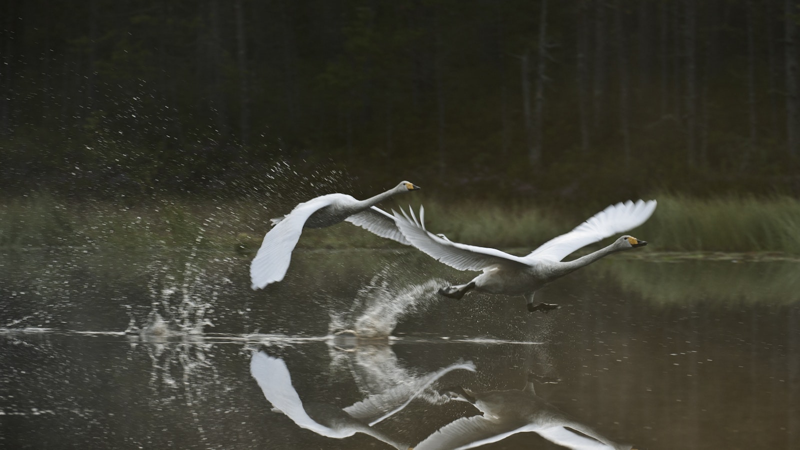 Turhat soitot jäätyneistä joutsenista työllistävät pelastuslaitoksia – näin tunnistat hädässä olevan linnun - Uutiset kotimaasta ja maailmalta