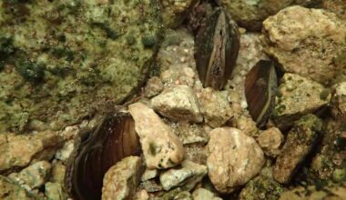 Ylä-Lapista löytyi uusi ja elinvoimainen raakkupopulaatio | Lappi