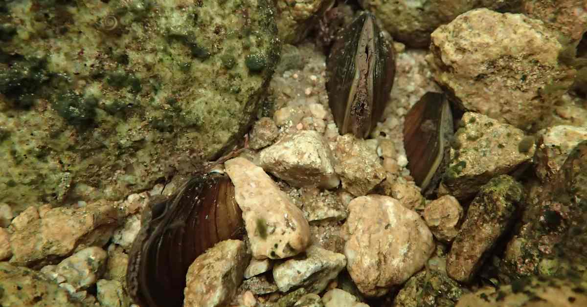 Ylä-Lapista löytyi uusi ja elinvoimainen raakkupopulaatio | Lappi