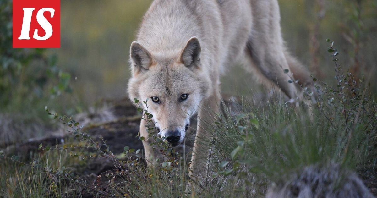 Susi lopetettiin Rantasalmella - Ilta-Sanomat